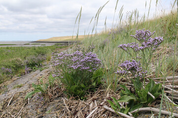 a coast landscape of the westerschelde sea with a purple sea lavender in front in summer