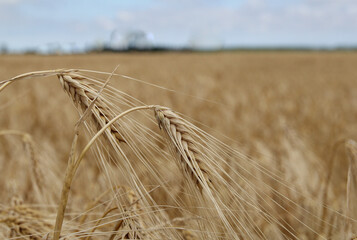 two ripe barley ears closeup in a field in the dutch countryside in summer