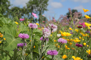 beautiful colorful flowers as cornflowers and gold poppy closeup in a field margin in summer