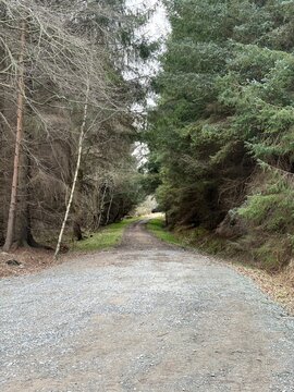 Trees in nature with scenic views