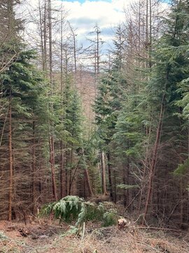Trees in nature with scenic views