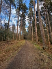Trees in nature with scenic views