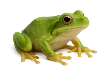 Obraz premium Green tree frog resting comfortably, highlighting emerald and golden hues with translucent surrounding