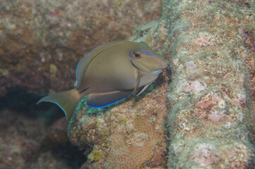One Atlantic Blue Tang Acanthurus coeruleus side view swimming over coral reef