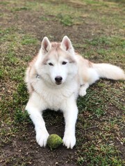 Husky plays with a ball Outdoor portrait close-up