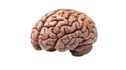 human brain isolated on white background , transparent
png 