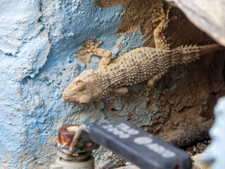 Extreme macro of a *Tarentola mauretanica* in its urban habitat: granulated skin with parasitic red...