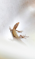 lizard on a white surface