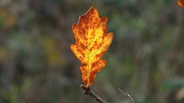 English Oak Leaf (Quercus rober) on a Tree in Autumn, Turning Yellow and Brown