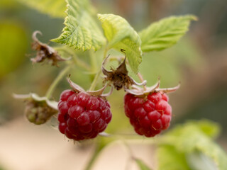 raspberry on a bush