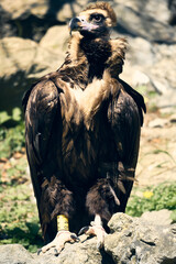 Majestic vulture perched on rocky terrain in the Alps, showcasing its powerful stature against a natural backdrop