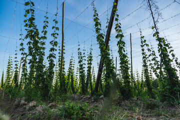 Hop vines climbing upwards in a plantation on a clear day during the summer