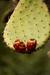 Close-up of vibrant prickly pear cactus fruit nestled on a green pad in the Alpine Mountains during...