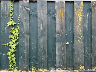 Old wooden fence in the garden that is slowly being overgrown by green ivy