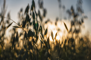 Close-up on oat seeds growing in a field against a sunset background