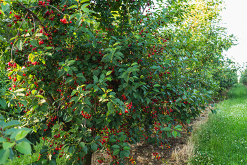 Red and juicy cherries growing on a tree in an orchard