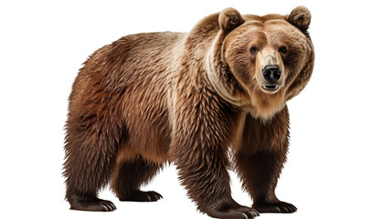 Majestic grizzly bear stands powerfully against a neutral backdrop, showcasing its strength and natural beauty of wildlife transparent.