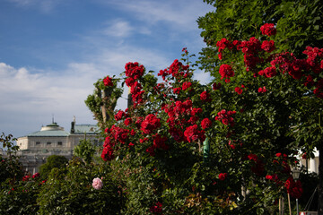 Beautiful Red Rose Bush at the Volksgarten in Vienna Austria during the Summer