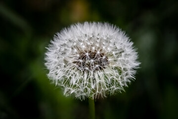 dandelion seed head