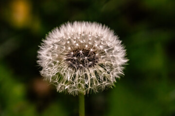 Dandelion in a field