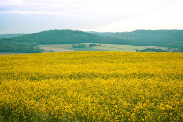 Yellow field of blooming rapeseed against green mountains. Picturesque summer landscape