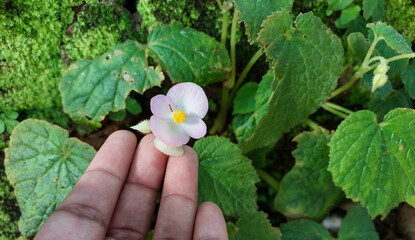 Hand showing small flowers blooming in garden, nature photography, natural gardening background, floral wallpaper