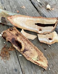 Detailed image showcasing wood pieces with visible larvae infestation, showing boreholes and damage...