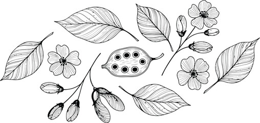 Elegant Botanical Line Art Leaves, Flowers, and Seeds Illustration