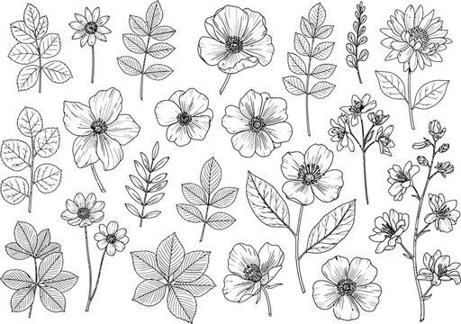 Elegant Botanical Line Art Collection Flowers, Leaves, and Foliage Illustrations