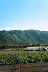 Mountains in the Alps showcase lush greenery and a greenhouse under clear blue skies during daytime...