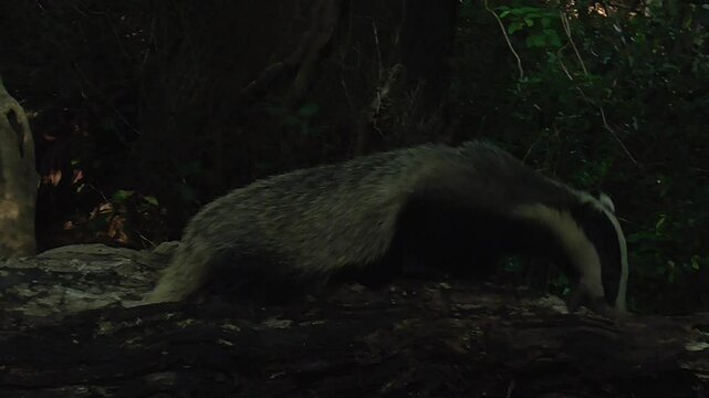 European Badger (Meles meles) Feeding On A Fallen Log In A British Woodland At Dusk In UK