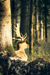 Fototapete bei efototapeten.de bestellen   