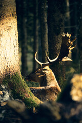 Majestic deer resting in the tranquil Alpine forest during early morning light