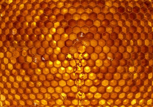 A close-up of a honeycomb dripping with golden honey