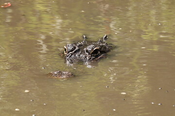 Surfacing in Muddy Water