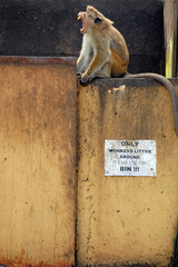 Only monkeys litter around