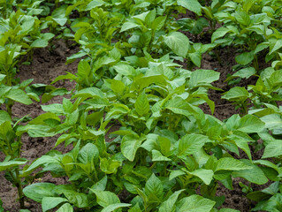 Growing potatoes green tops