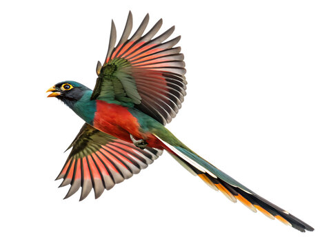 Hispaniolan trogon bird with spread wings in flight against a black background isolated on a transparent background