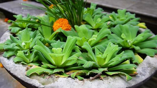 Pistia in a small pond