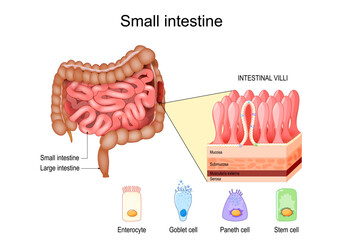 Small intestine anatomy. Layers and cells