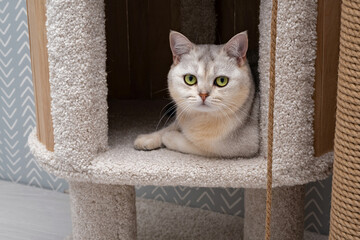 Cute cat sits in his cozy corner in a stylish home environment