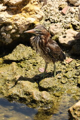 Wary Baby Heron