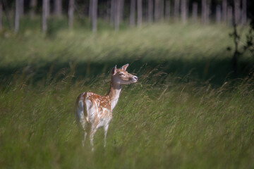 Young Girl with European Fallow Deer at Sunset in Hohe Wand, Austria