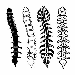 Creative Spinal Cord Vector Illustration | Medical Anatomy Graphic for Healthcare, Education, and Chiropractic Design
