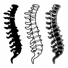 Creative Spinal Cord Vector Illustration | Medical Anatomy Graphic for Healthcare, Education, and Chiropractic Design