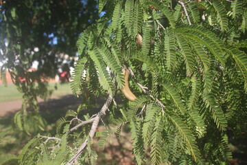 amarind Pods on a Tree; Exotic Pods in an Orchard
