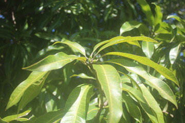 Buds of New Mango Leaves