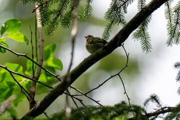 A young bullfinch waits for something on a branch in a coniferous forest in early summer on a sunny...