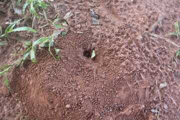 ants on the ground