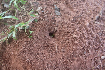 ants on the ground, Nest in the Crumbs